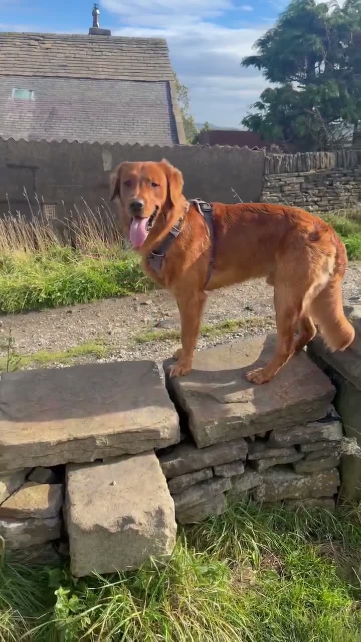 Golden Retriever dogs for stud: Fox red golden retriever to stud out  - Video 1