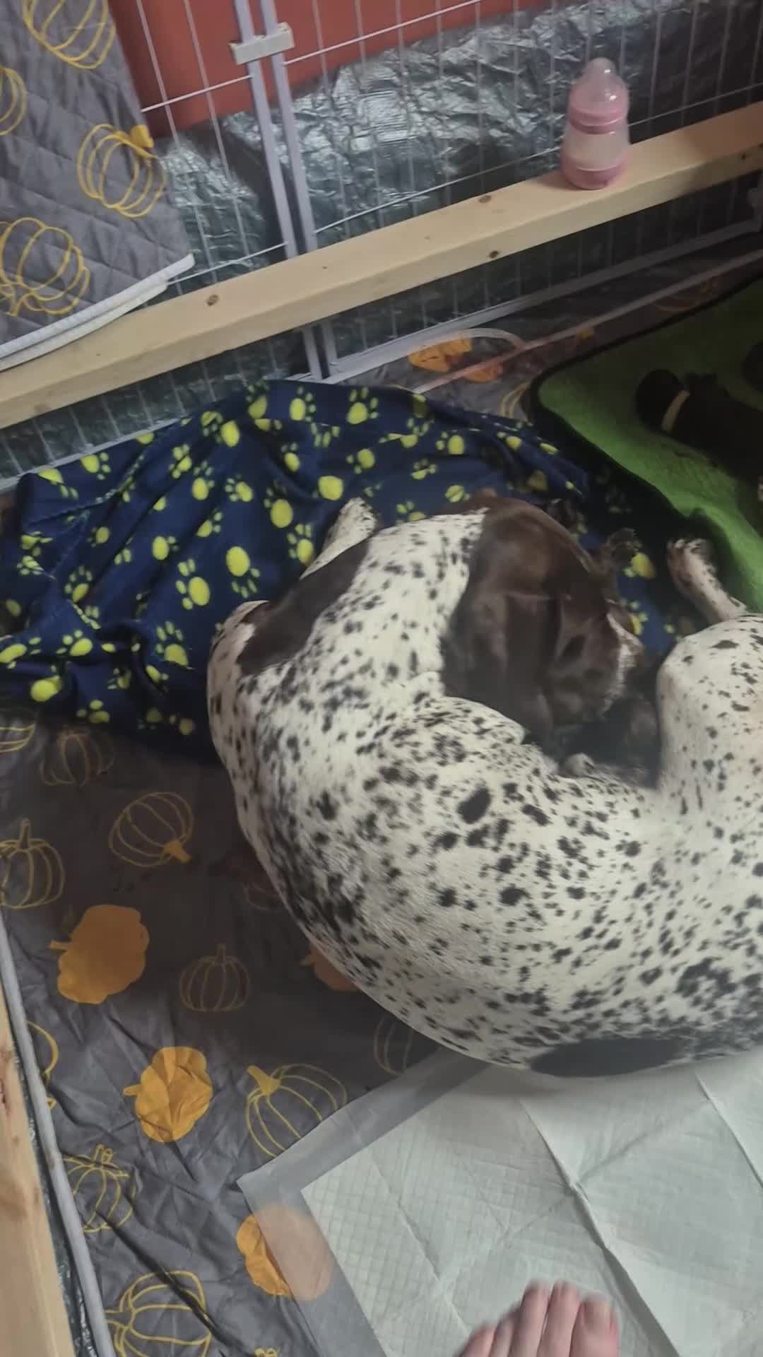 Mixed Breed dogs for sale: Gsp/Vizsla in Edinburgh - Video 1