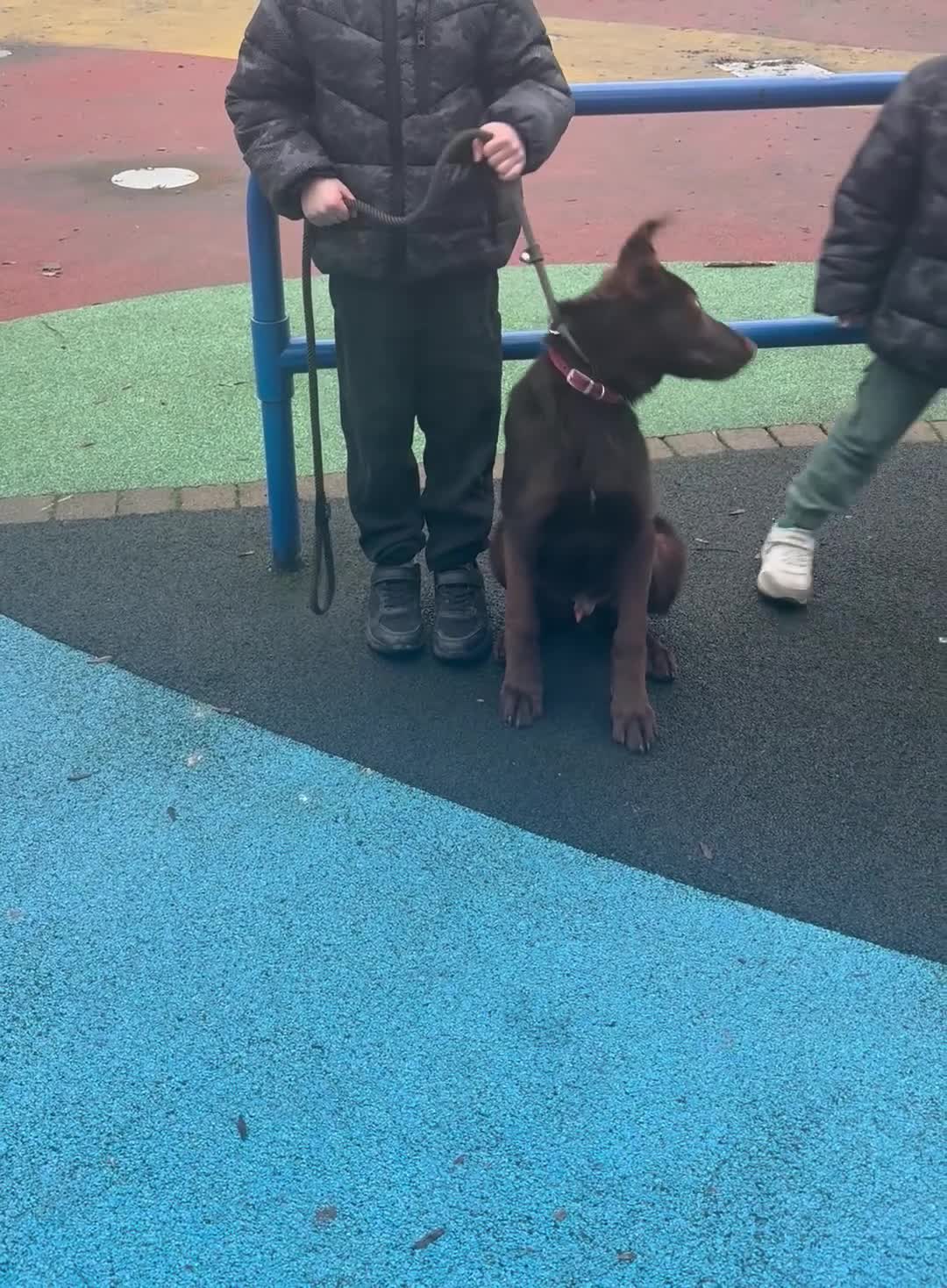 German Shepherd dogs for sale: Liver & Tan German Shepherd Young, Male, Trained  - Video 3