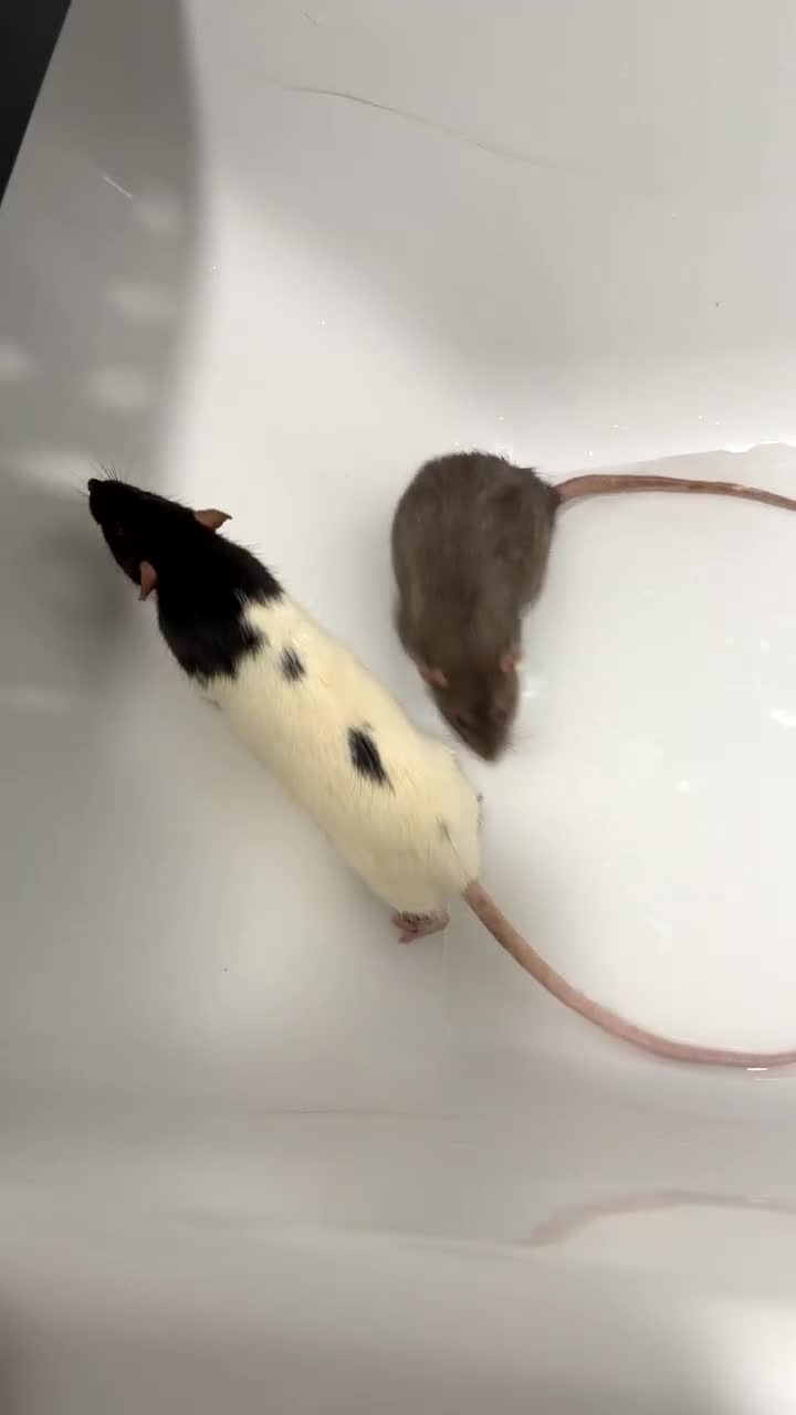 Rat rodents for sale: Male rats  - Video 1