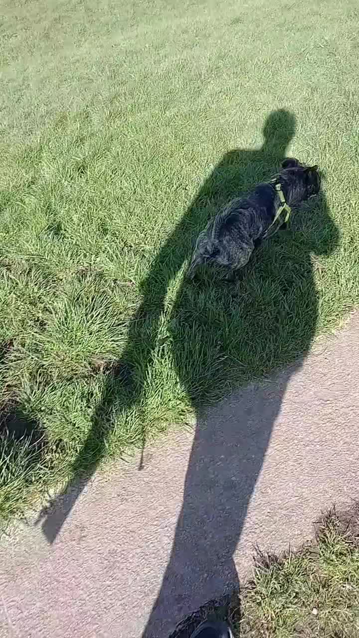 Mixed Breed dogs for sale: Billy ❤️ in Leigh - Video 1