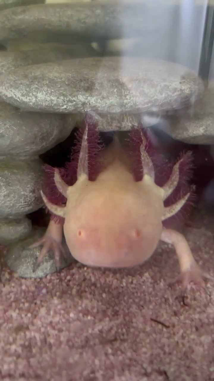 Other/Mixed Breed fish for sale: Axolotl comes with starter tank, pump & food  - Video 1