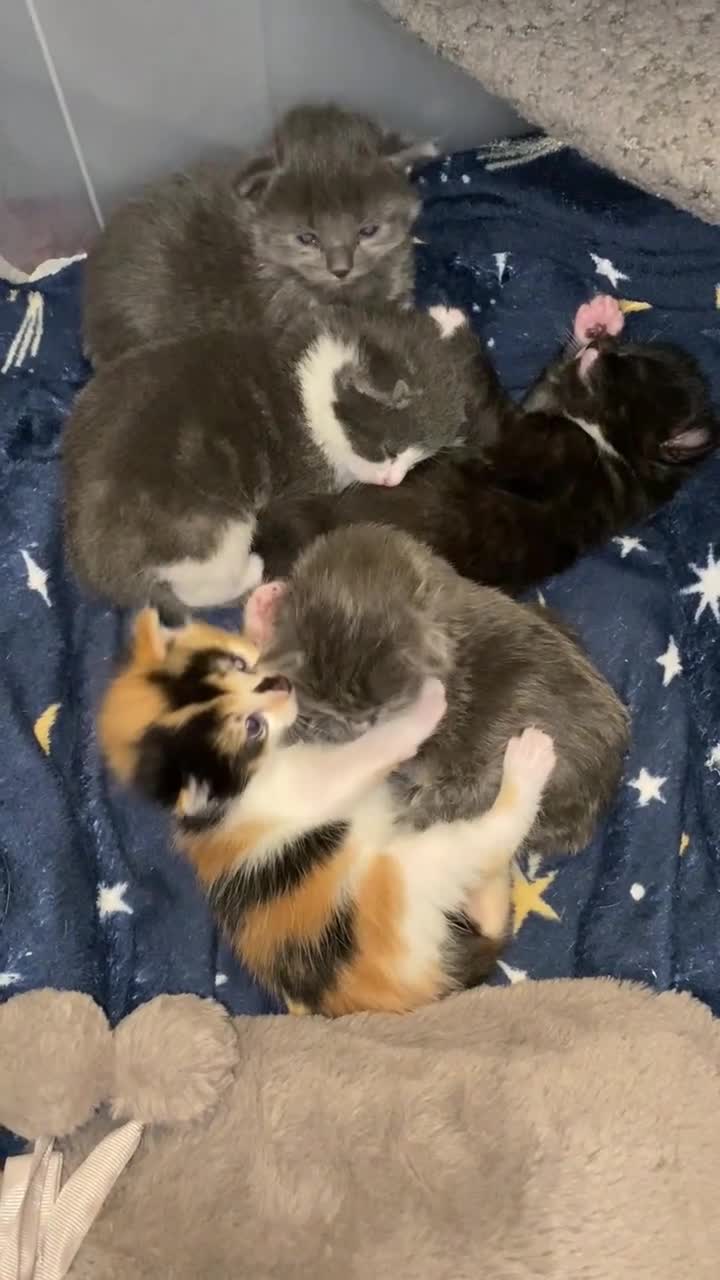 Domestic Shorthair cats for sale: 5 Adorable Kittens Seeking New Homes - Video 1