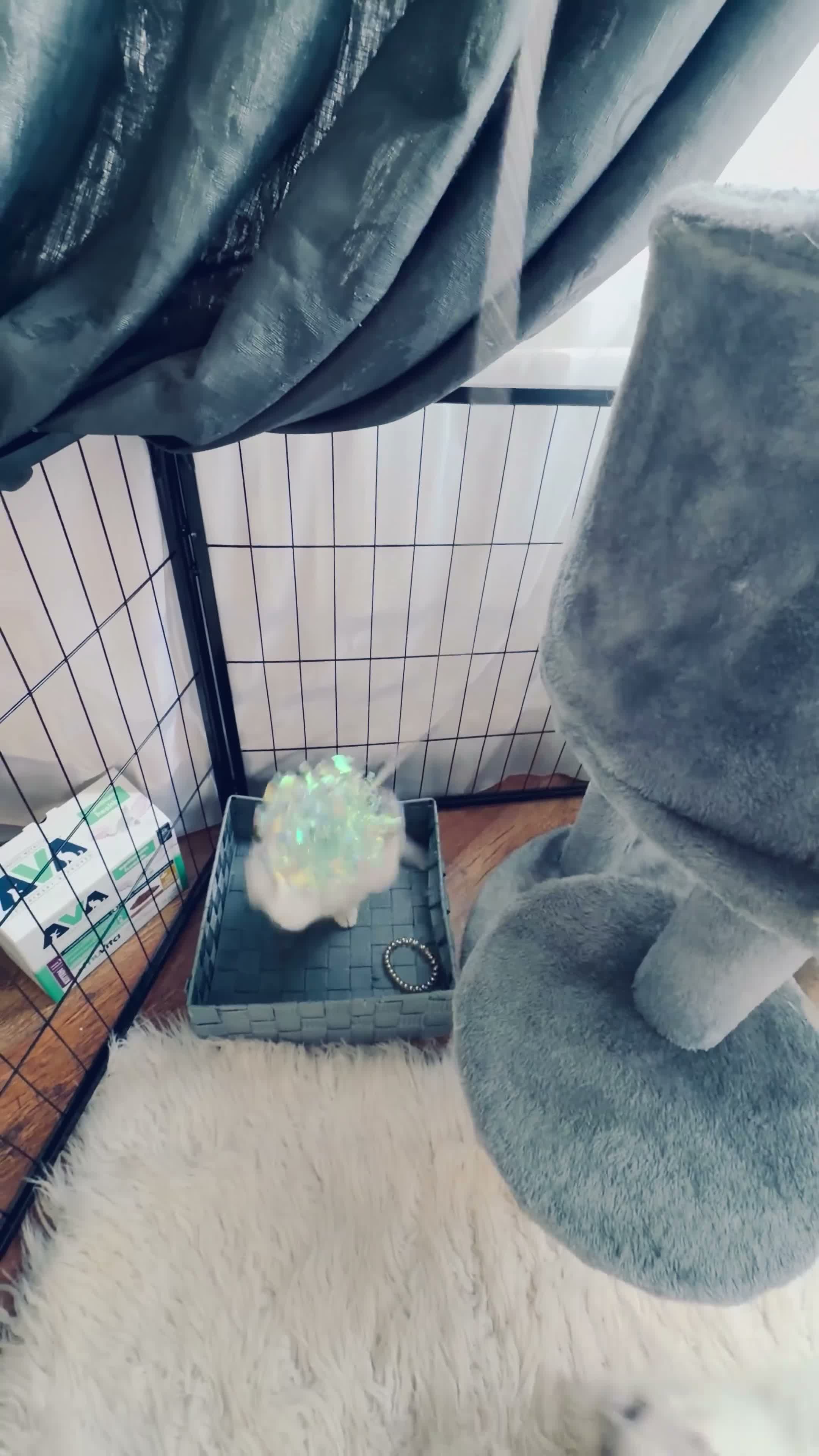 Scottish Fold cats for sale: 💞Beautiful Chinchilla Scottish fold kittens 💞🐾 - Video 1