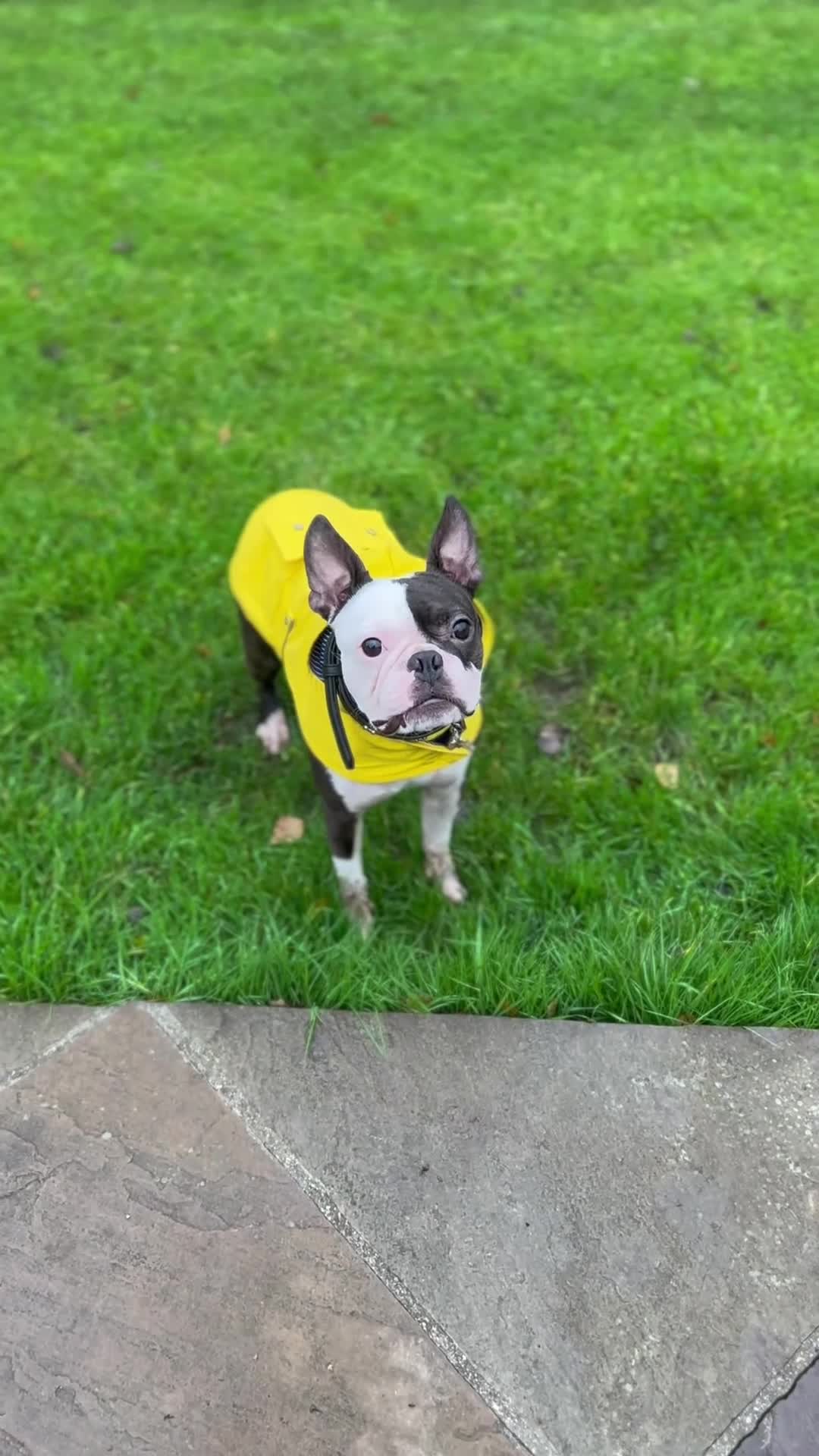 Boston Terrier dogs for stud: Boston terrier for stud  - Video 3