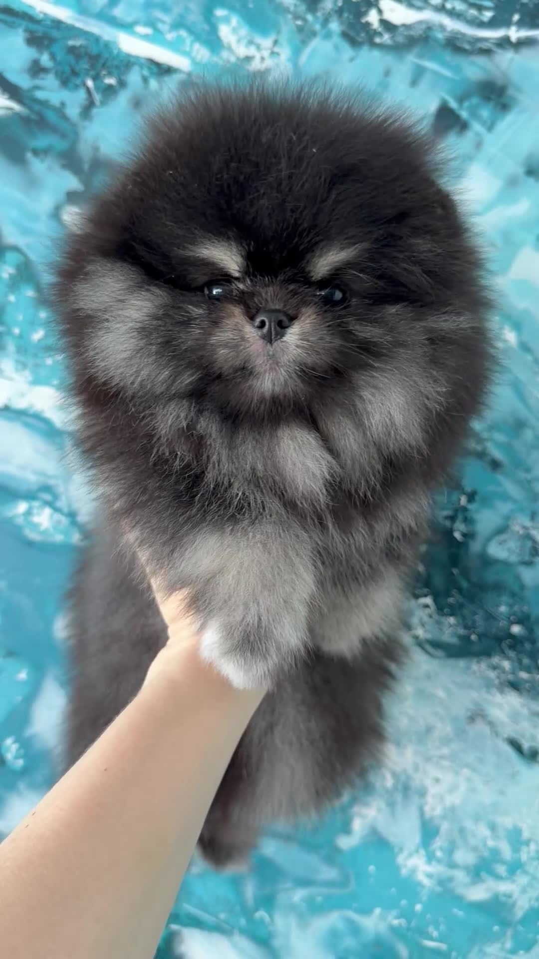 Pomeranian dogs for sale: BLACK & TAN GIRL and BOY - Video 1