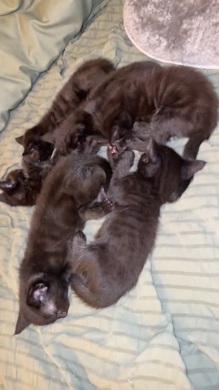 Bengal cats for sale: Kittens - Video 2