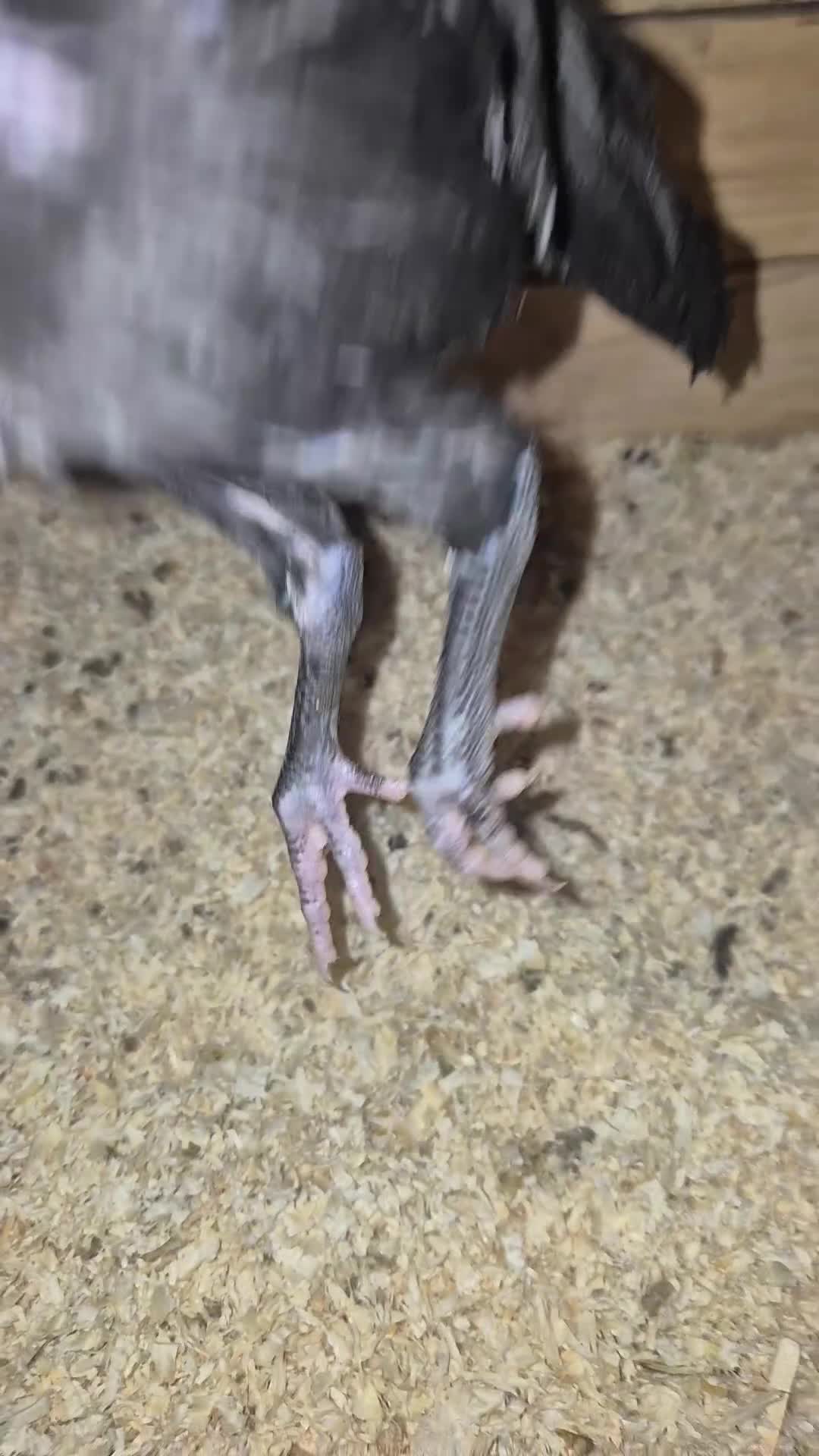 Chickens poultry for sale: Pure aseel hen and pullet, ganoi chicks,hint stag - Video 5