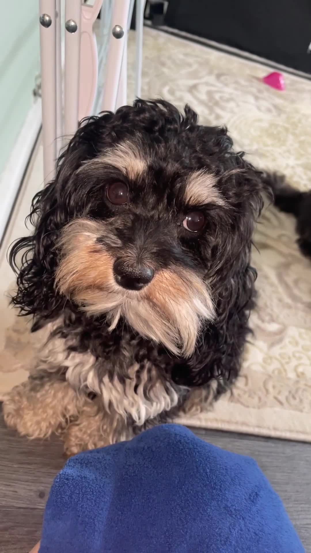 Miniature Poodle dogs for stud: Miniature cavapoo  - Video 3