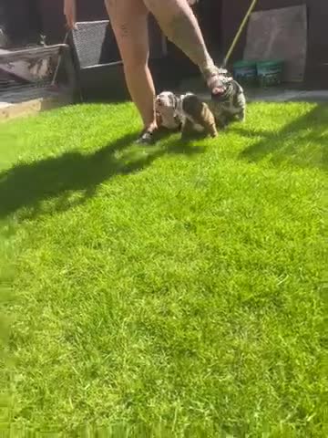 English Bulldog dogs for sale: Bulldogs - Video 2