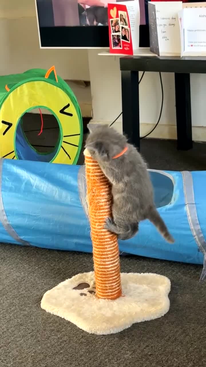 British Shorthair cats for sale: Grey British shorthair kitten  - Video 1