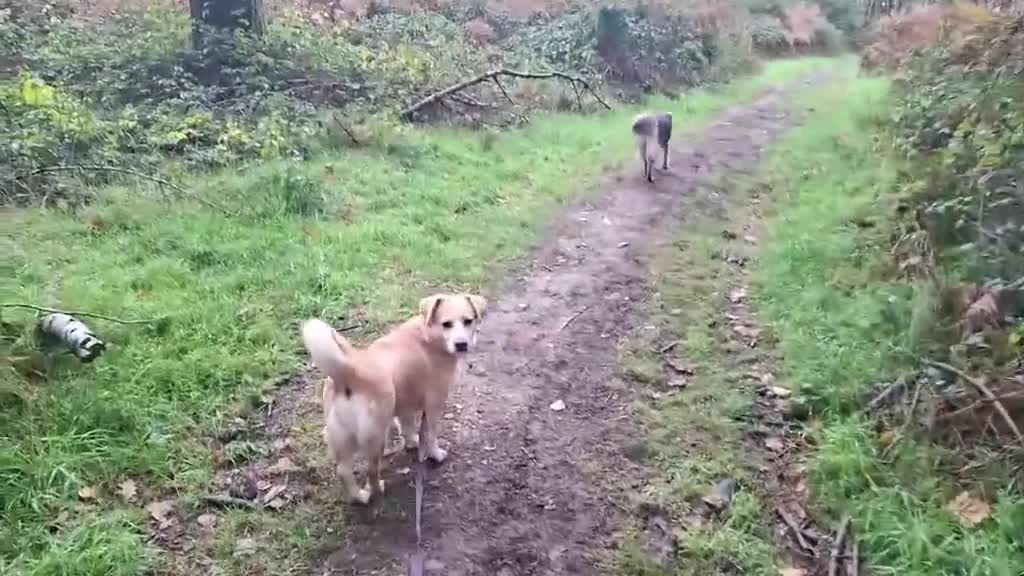 Mixed Breed dogs for adoption: Beloved Bailey - Video 1