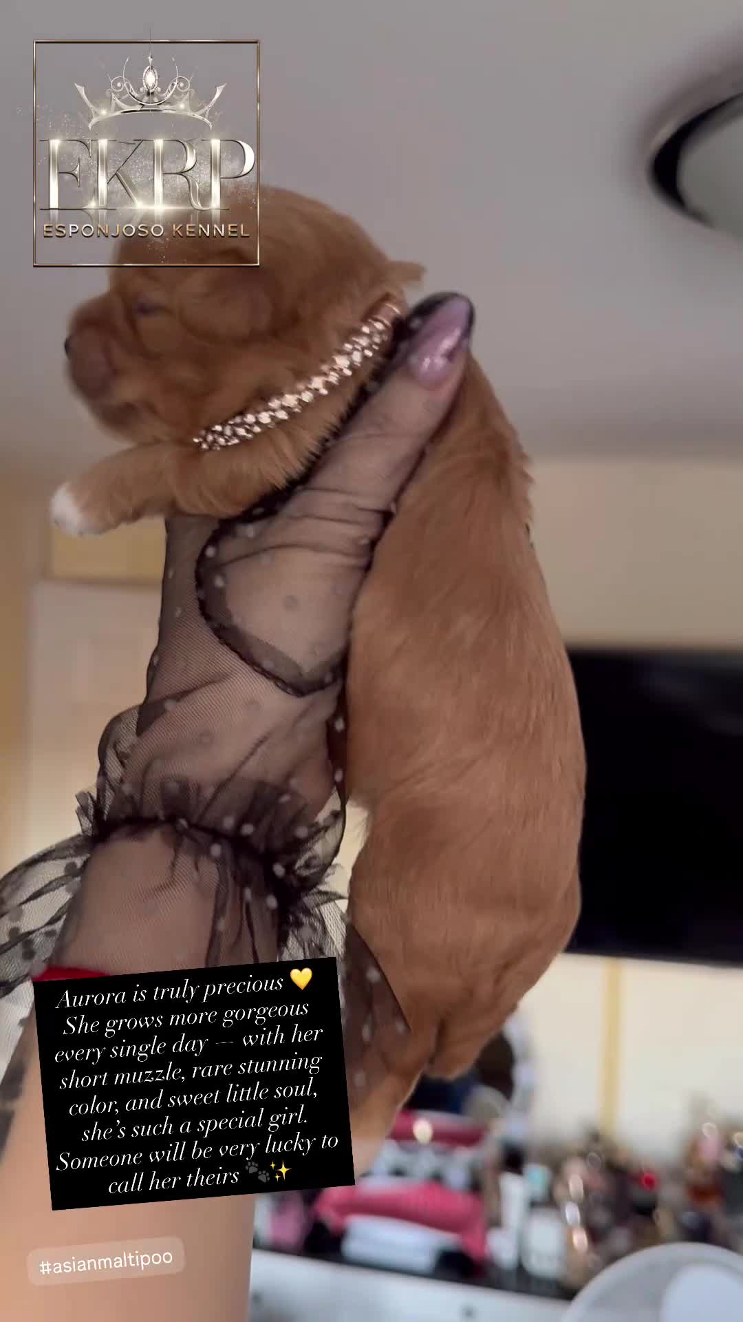 Maltipoo dogs for sale: 👑ULTRA RARE F1 TINY DNA ASIAN MALTIPOO PUPPIES👑 - Video 2