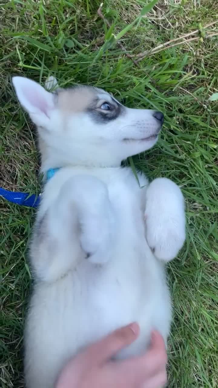 Huskita dogs for sale: Siberian Husky/Huskita Puppy - Video 2