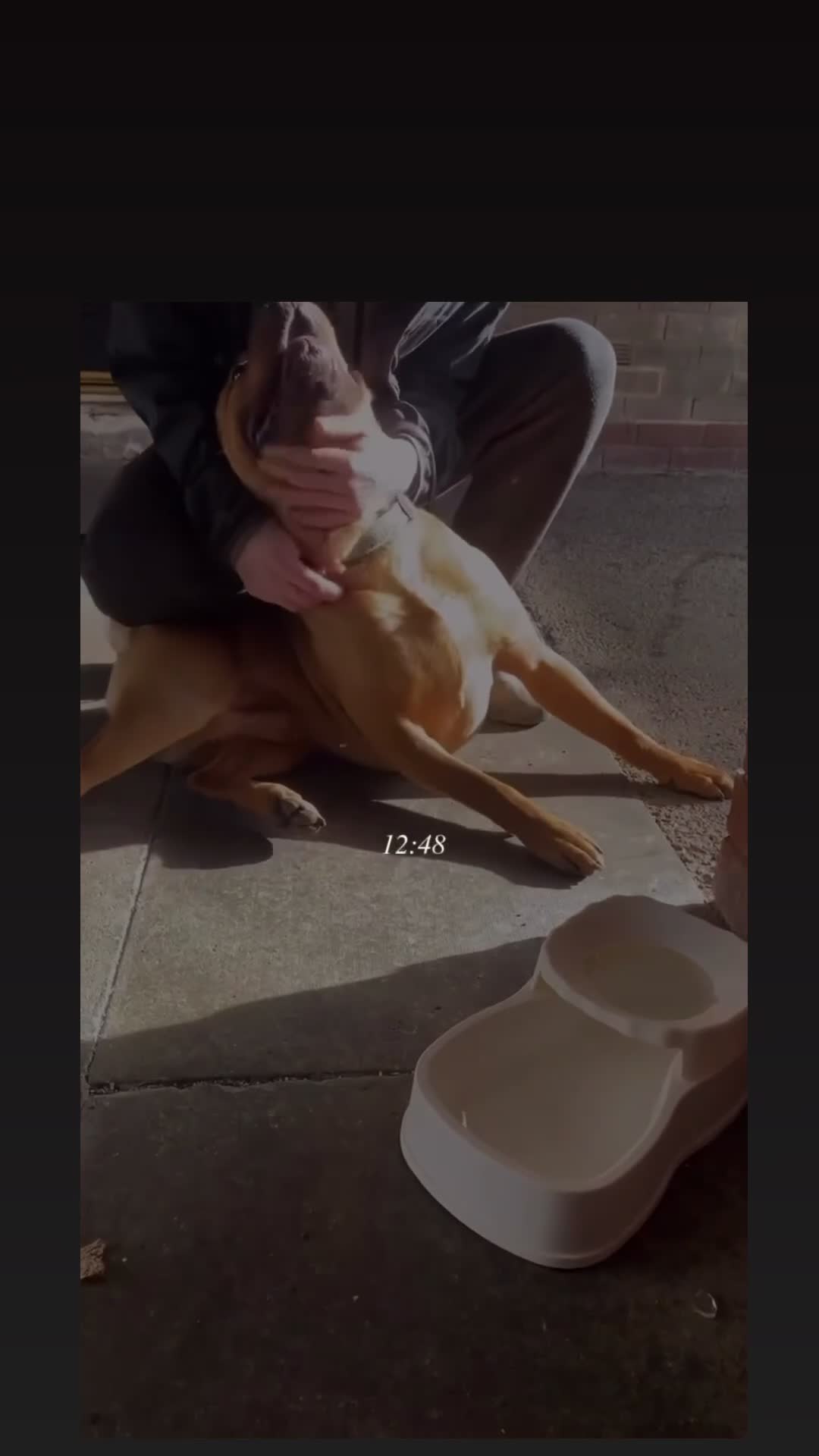 Shar Pei dogs for sale: Bruce  - Video 1