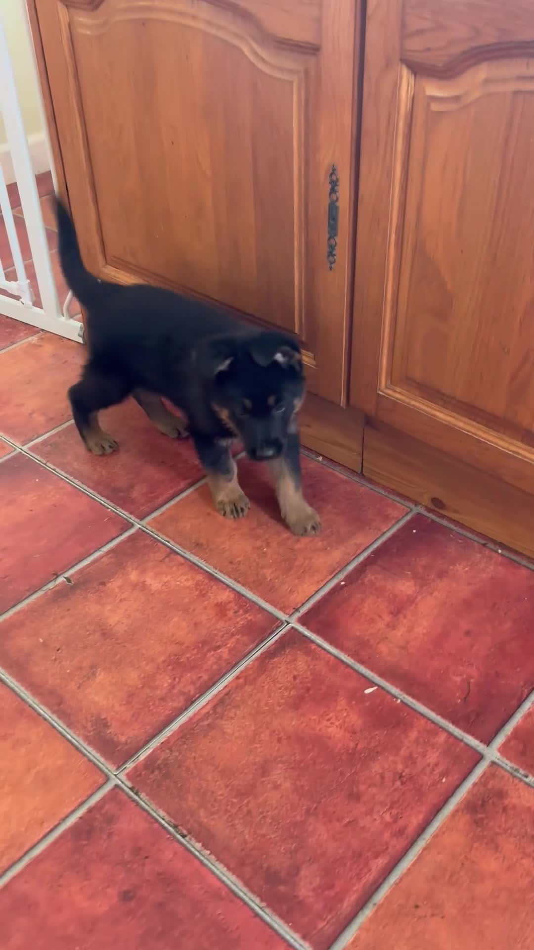 German Shepherd dogs for sale: Quality Litter GSD Puppy’s @icepack - Video 1