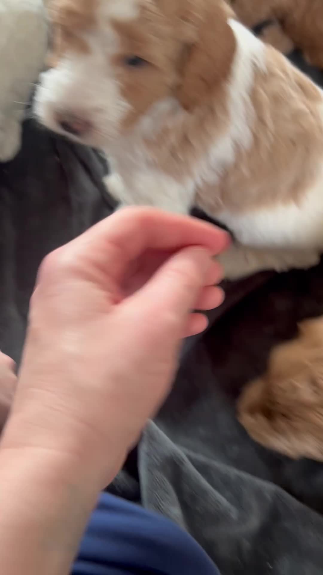 Australian Labradoodle dogs for sale: Beautiful, spoilt Austrian labradoodle puppies  - Video 3