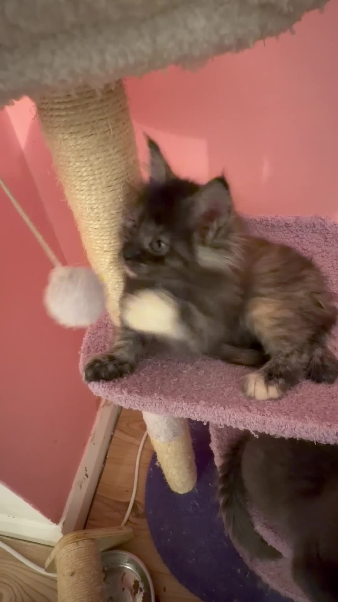 Maine Coon cats for sale: TICA Registered Maine Coon Kittens - Video 2