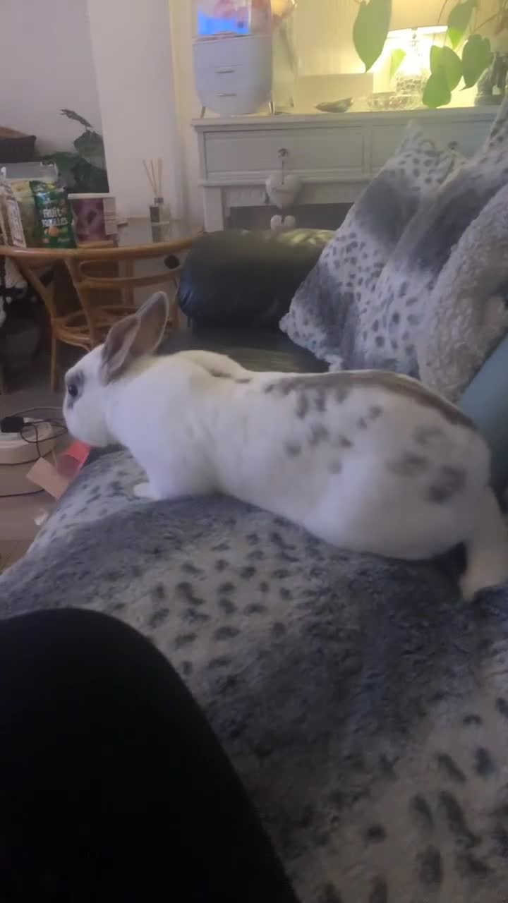 Netherland Dwarf rabbits for sale: Rabbit for sale (comes with his cage)  - Video 1