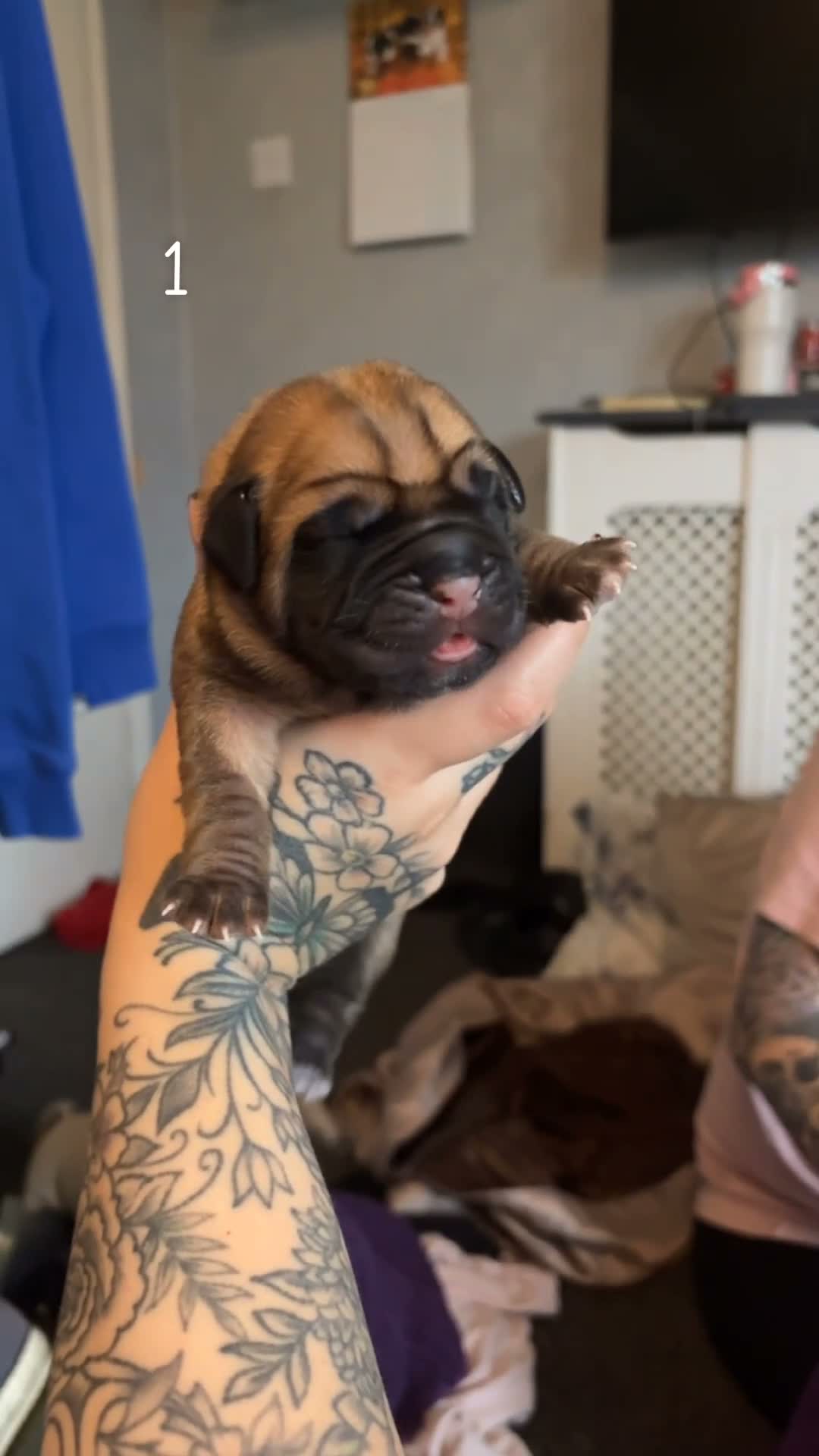 Mixed Breed dogs for sale: Dogue de Bordeaux x cane corso  - Video 1
