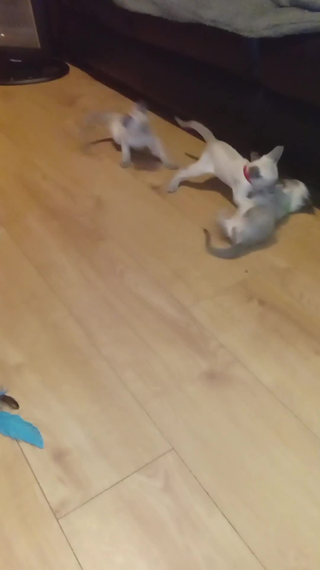 Siamese cats for sale: Gorgeous Siamese kittens!! - Video 1