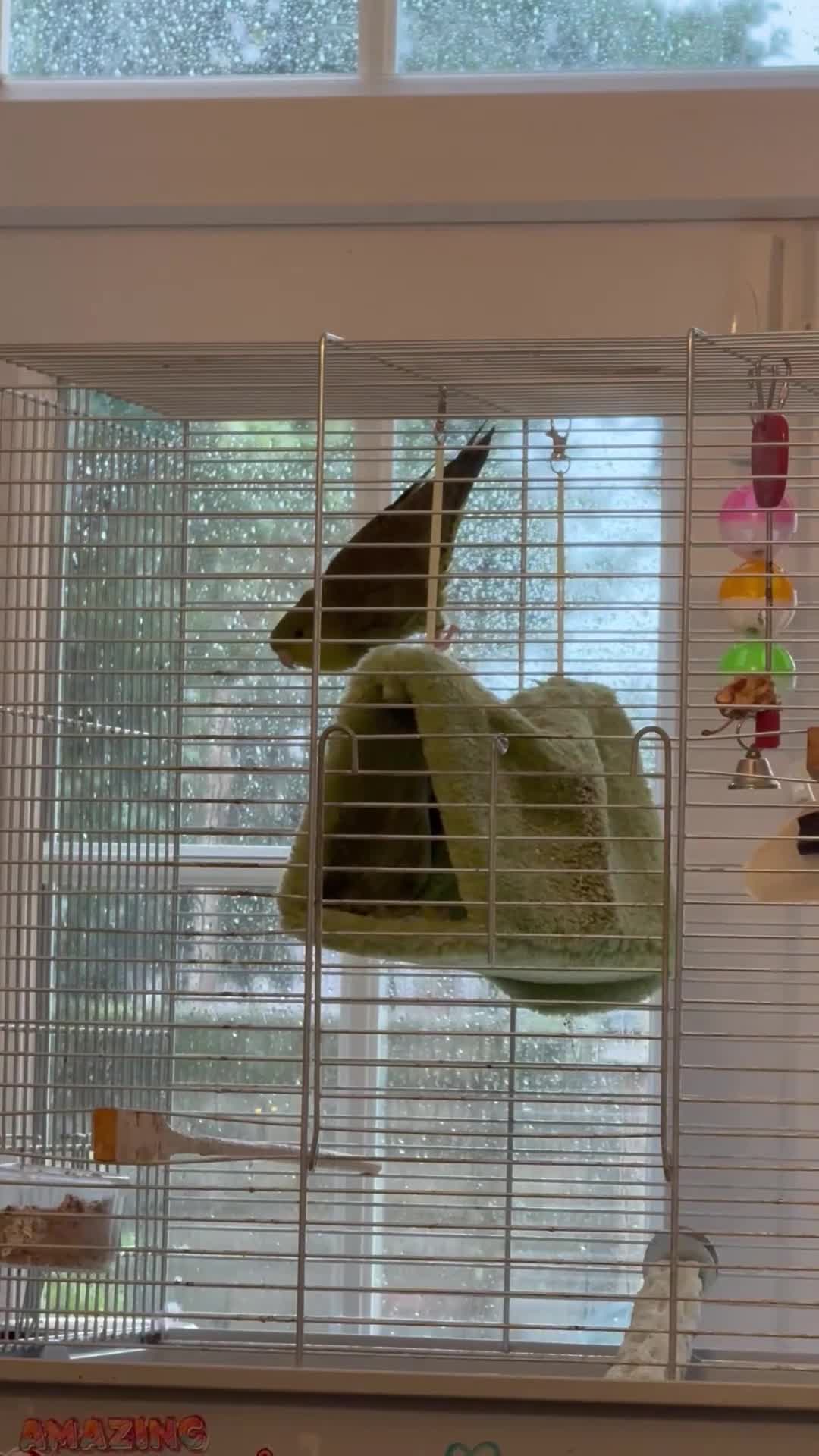 Parakeets birds for sale: Perfect young companion linee parakeet!  - Video 1