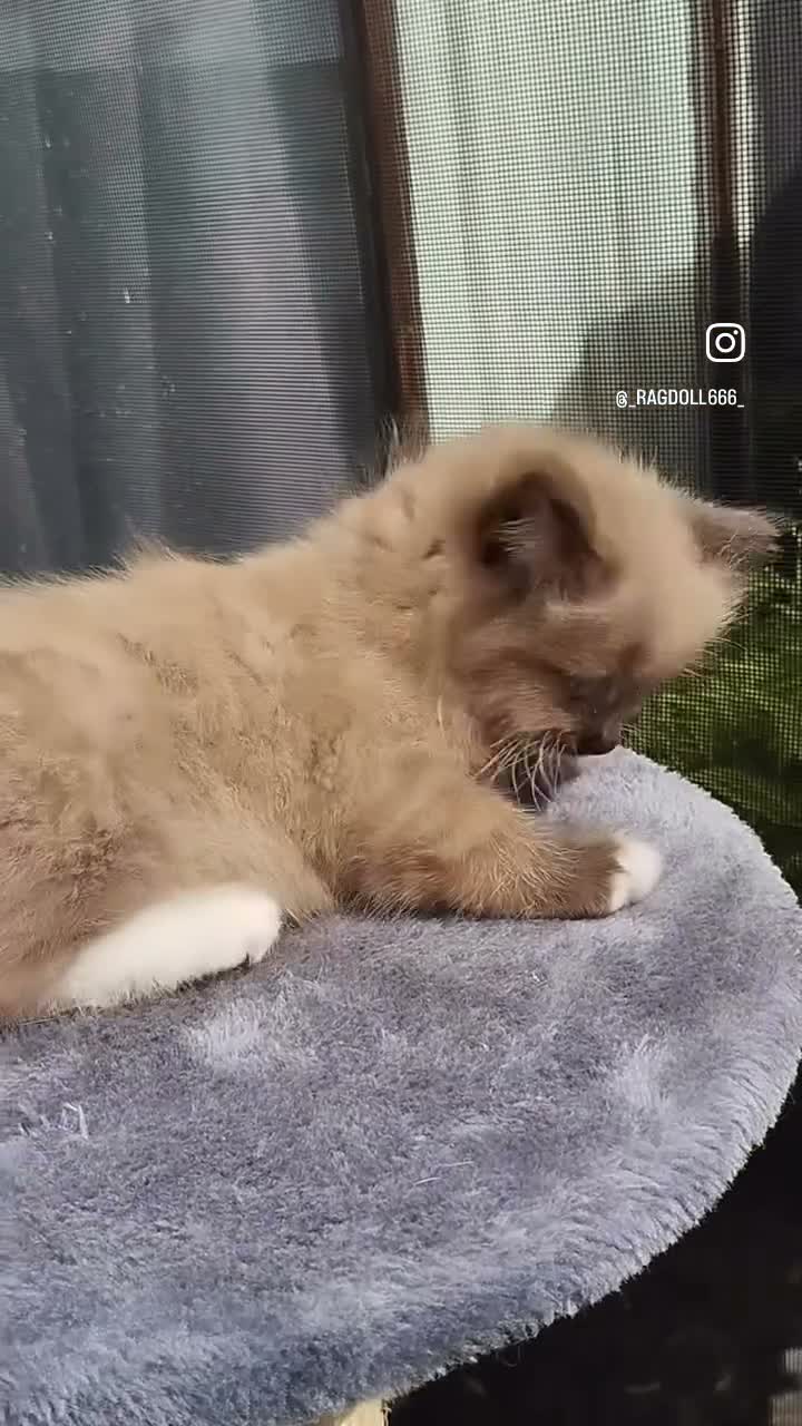 Ragdoll cats for sale: Purebred Ragdoll Kittens  - Video 1