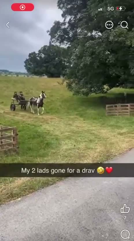 Polish Halfbred horses for sale: 14hh 5 year old gelding ride and drive  - Video 3