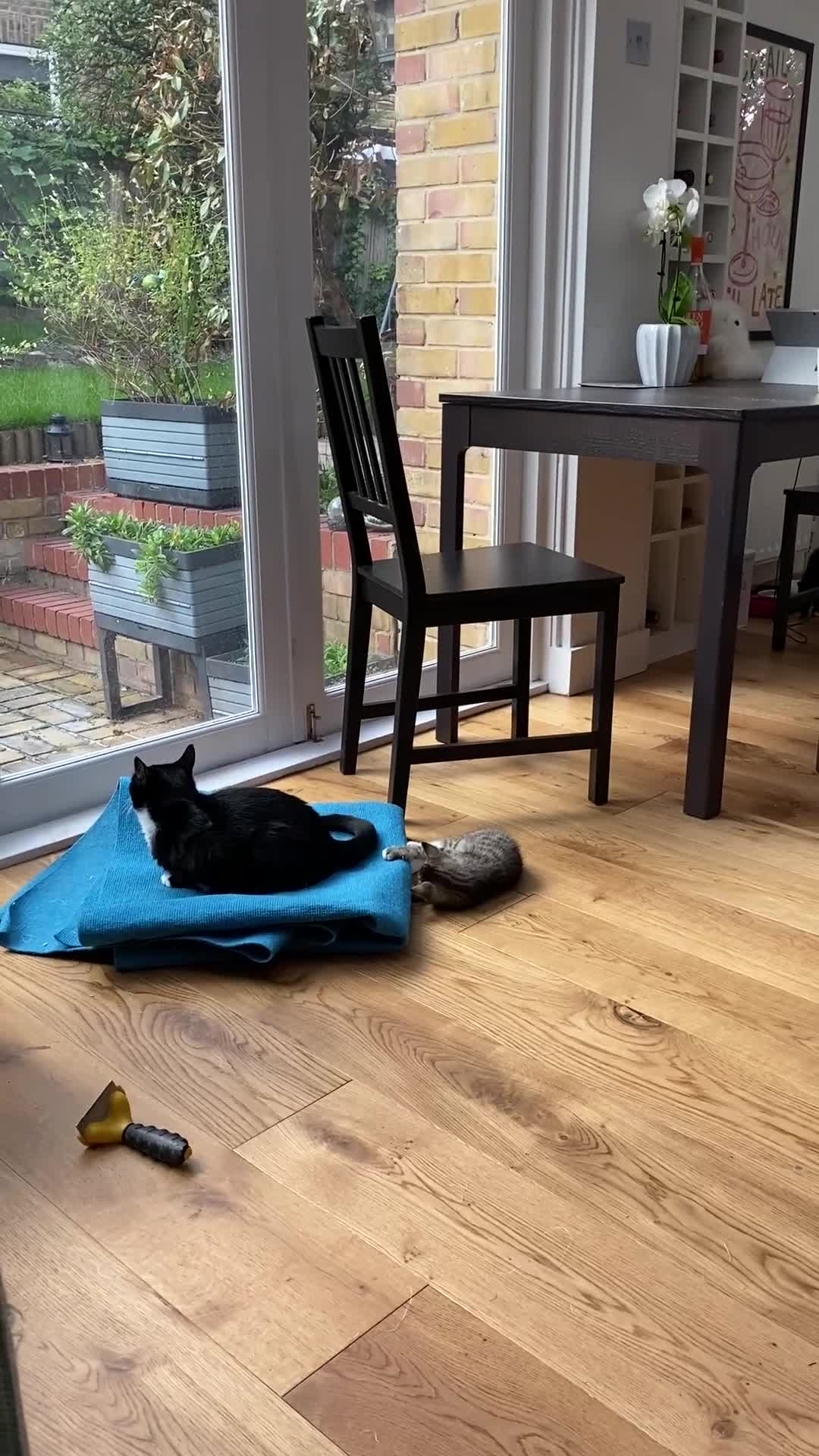 Mixed Breed cats for sale: Cuties looking for loving families - Video 2