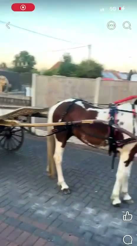 Polish Halfbred horses for sale: 14hh 5 year old gelding ride and drive  - Video 1