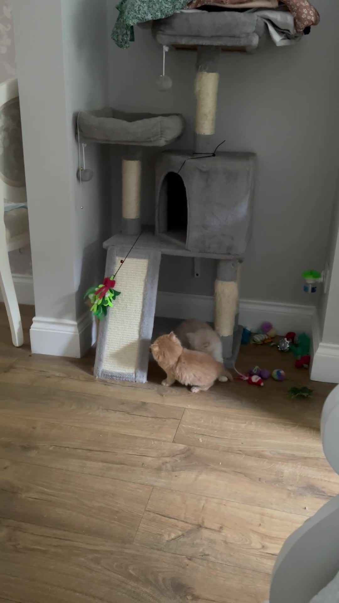 British Longhair cats for sale: British Lonhair Cross Kittens in Amersham - Video 1