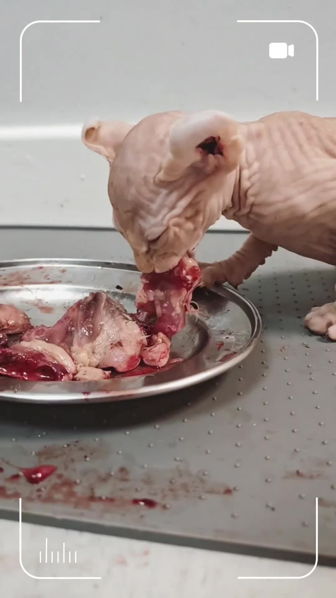 Sphynx cats for sale: Unique Elf, Sphynx & Dwelf Babies - Video 1