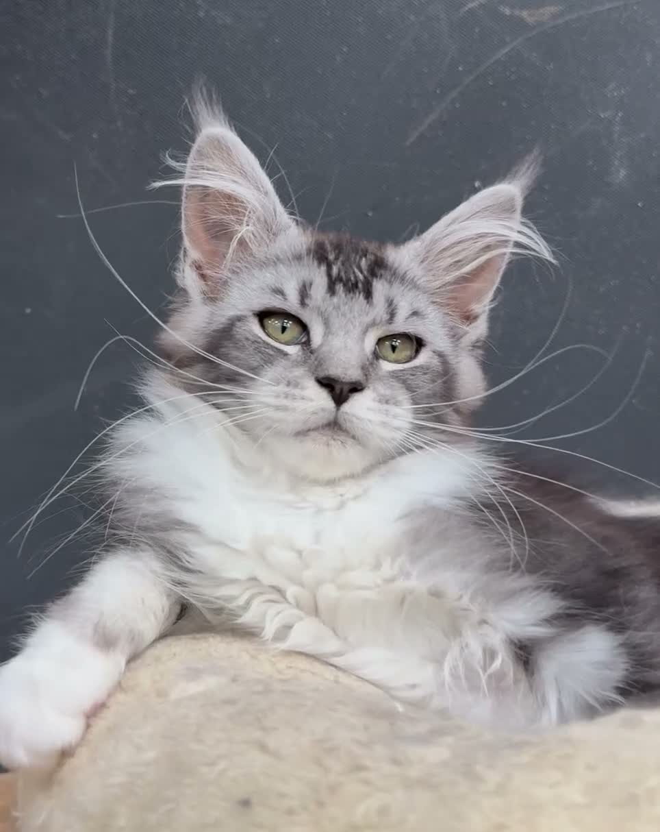 Maine Coon cats for sale: Maine coon kittens - Video 2