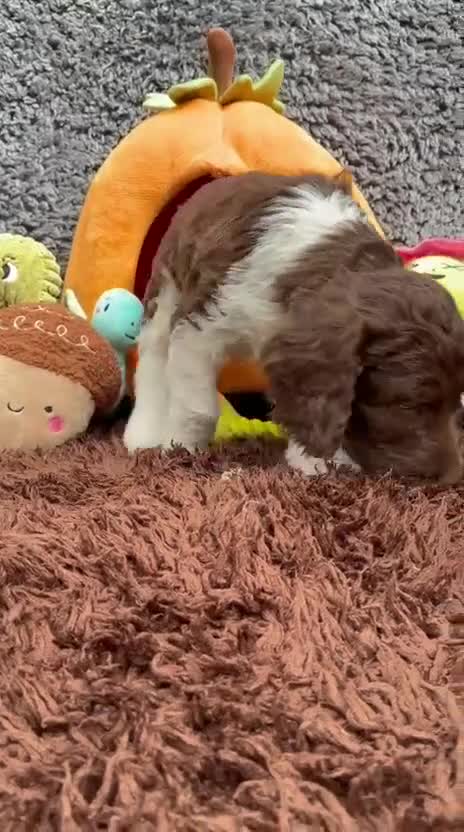 Sproodle dogs for sale: Sproodles - Video 3