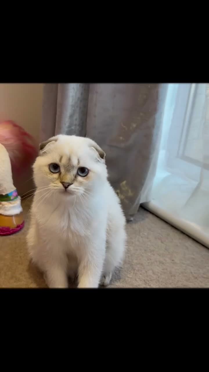 Scottish Fold cats for sale: 🐾 Stunning Scottish Fold Girl  🐾 - Video 2