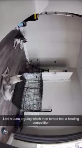 Siberian Husky dogs for stud: PROVEN KC Registered Siberian Husky Stud ONLY in Solihull - Video 2