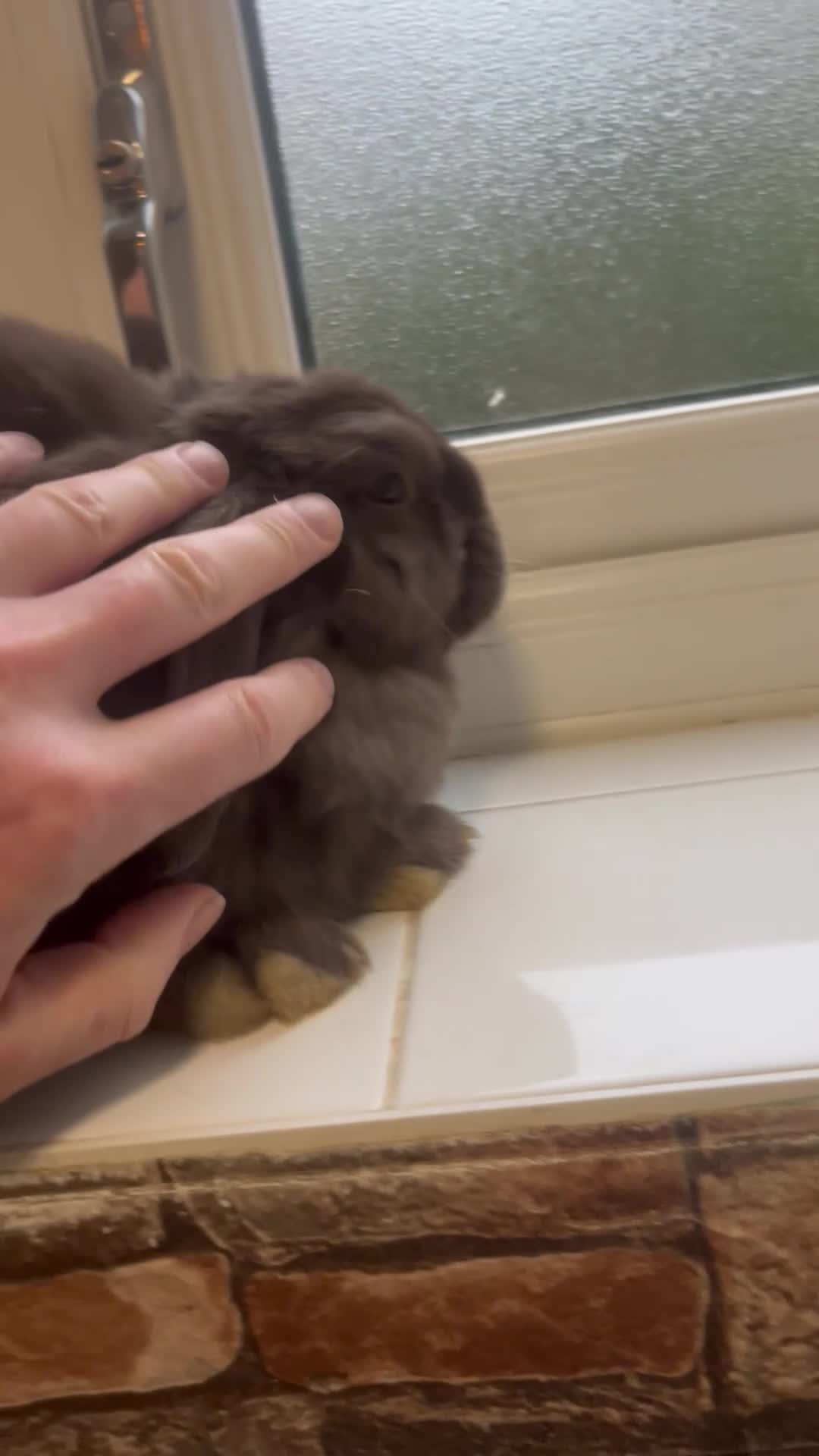 Mini Lop rabbits for sale: Mini lop - Video 1