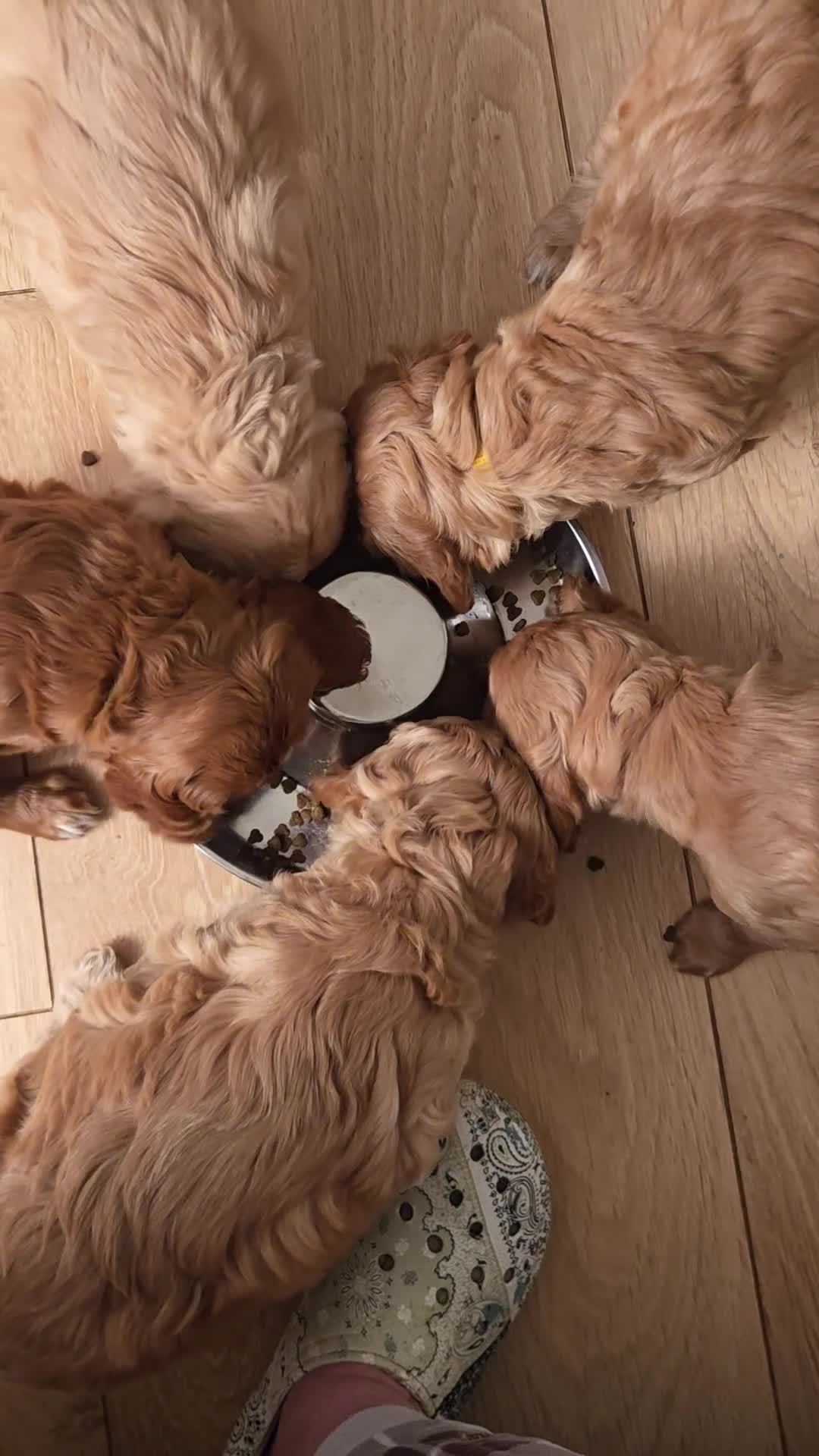 Cockapoo dogs for sale: 5 x F2 Cockapoo Puppies - Video 2