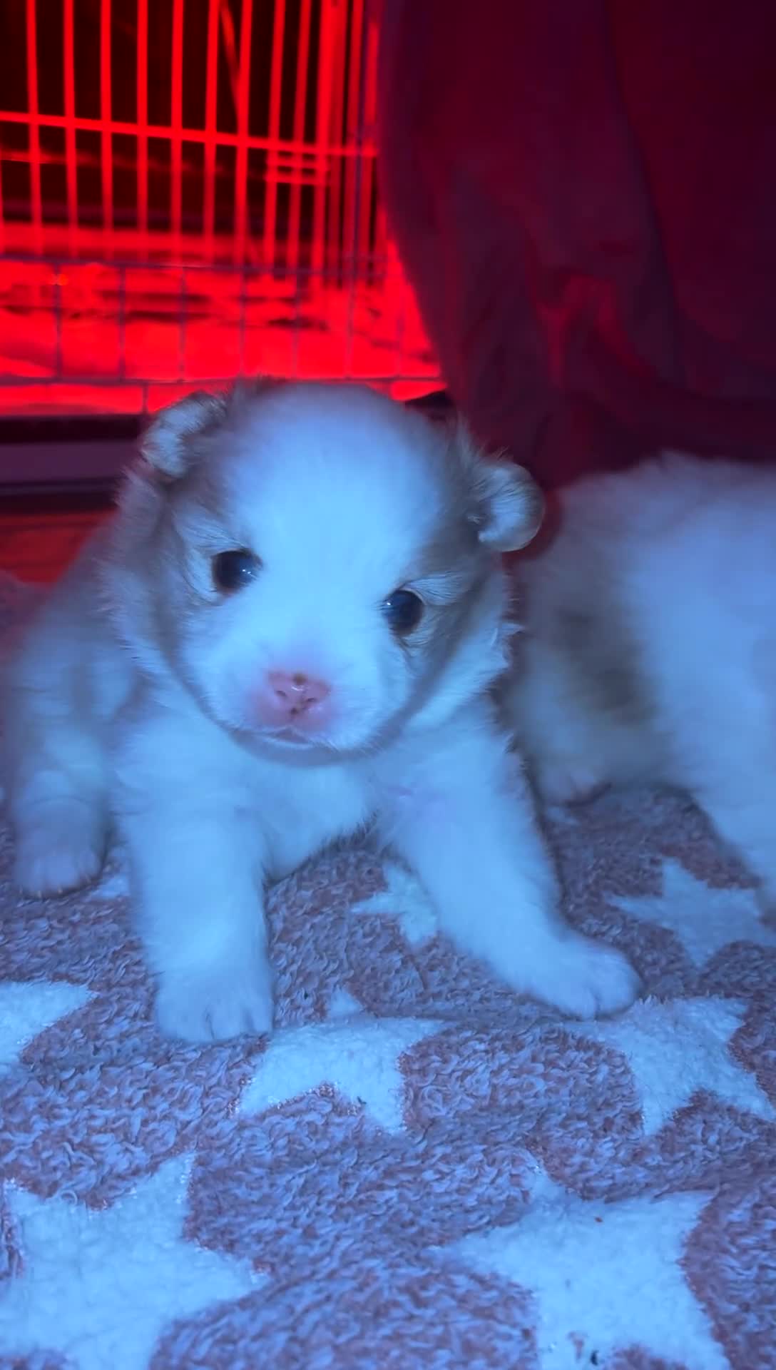 Pomeranian dogs for sale: beautiful blue eyed Pomeranians cream boys  - Video 3