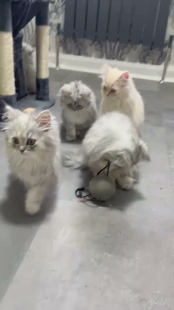 Persian cats for sale: Beautiful long haired Persian Kittens - Video 1