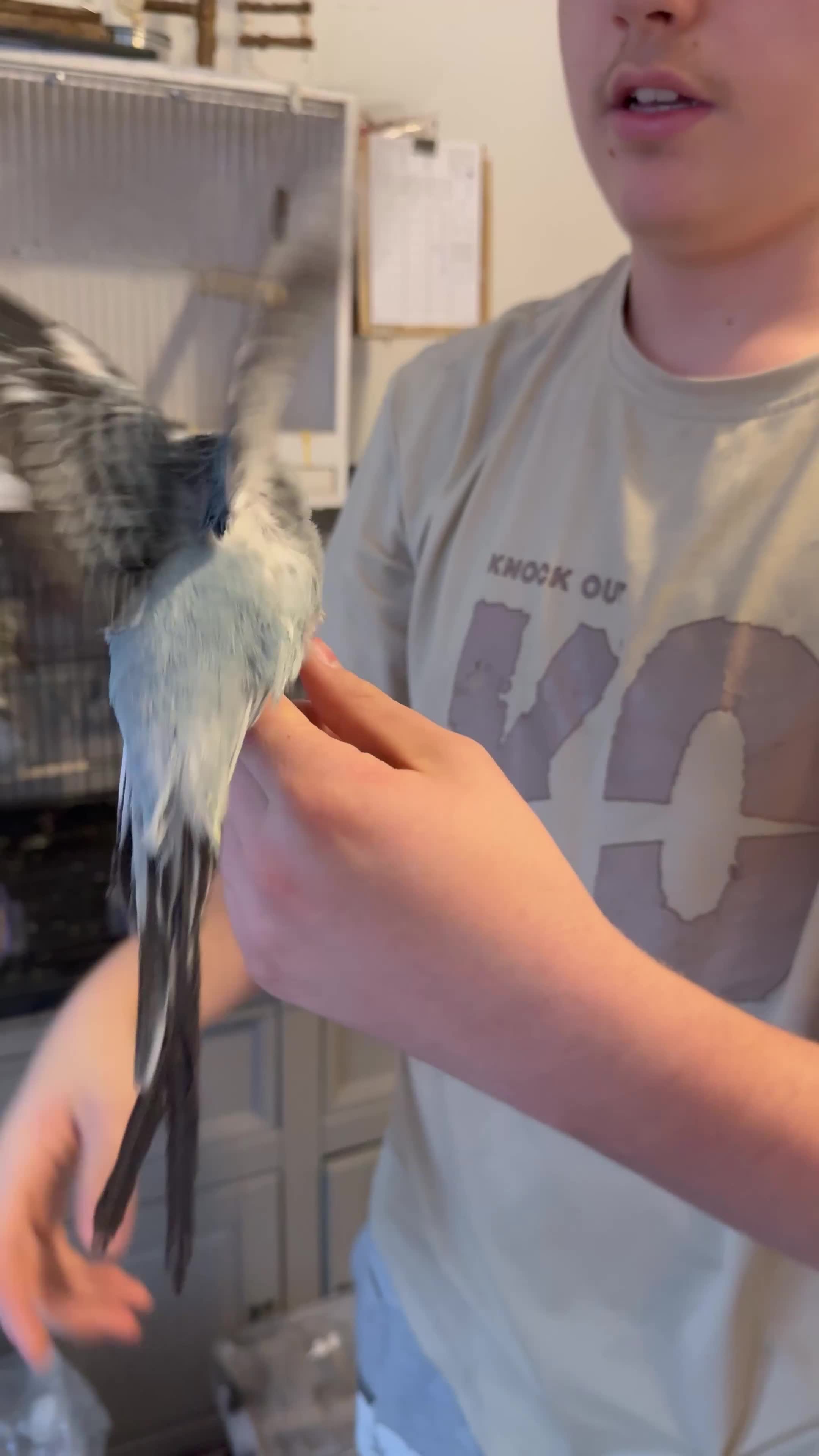 Budgerigars birds for sale: Mixed budgies - Video 1