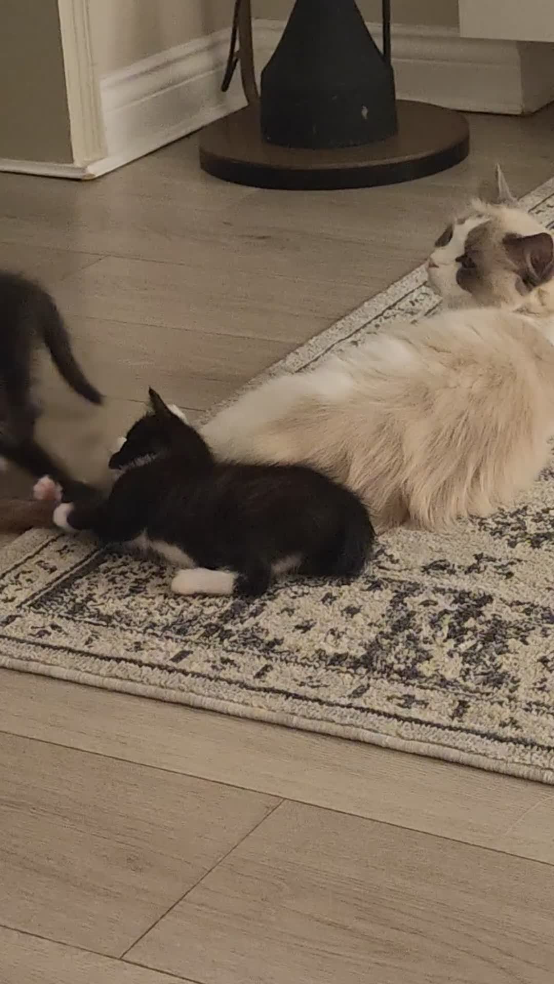 Ragdoll cats for sale: Two Gorgeous Female Kittens Looking for Their Home - Video 1