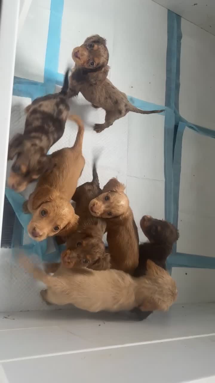 Cocker Spaniel dogs for sale: 3 stunning cocker spaniels  - Video 1