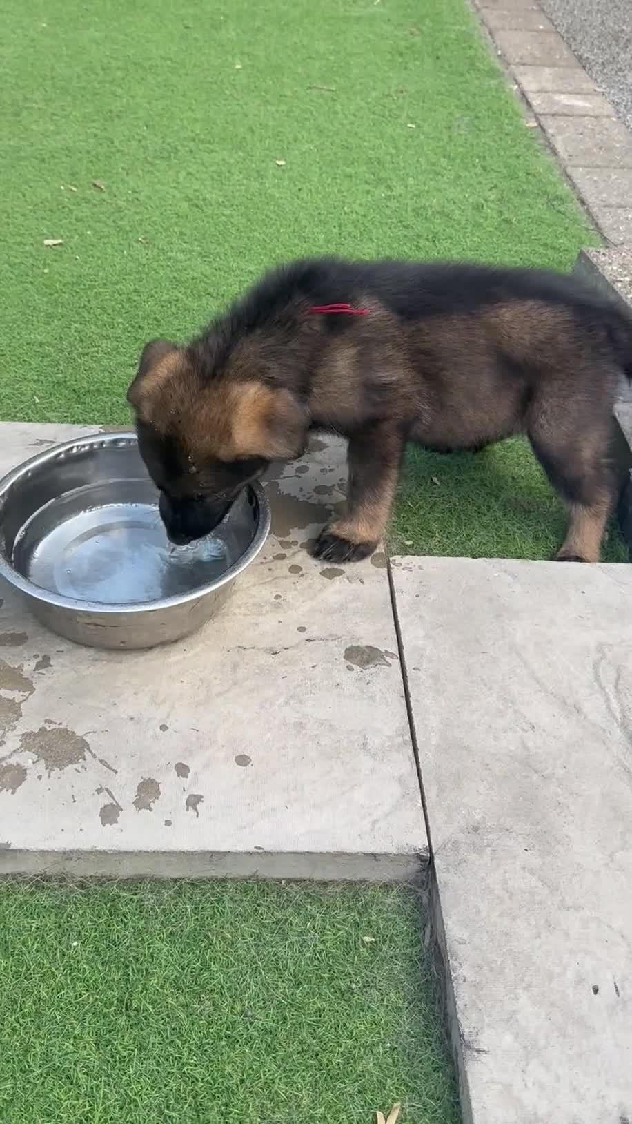 German Shepherd dogs for sale: ELITE KC REG CZECH WORKING LINE GSD PUPPIES 🏆 - Video 2
