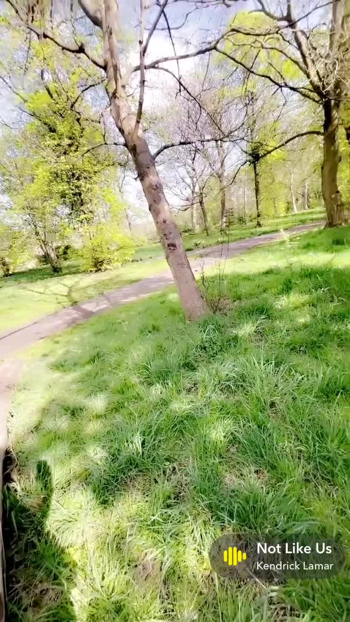 Dobermann dogs for sale: ⭐️DOBERMAN🐾PUPPIES⭐️🐶AVAILABLE🐾MID🐾SEPTEMBER🐶 - Video 3