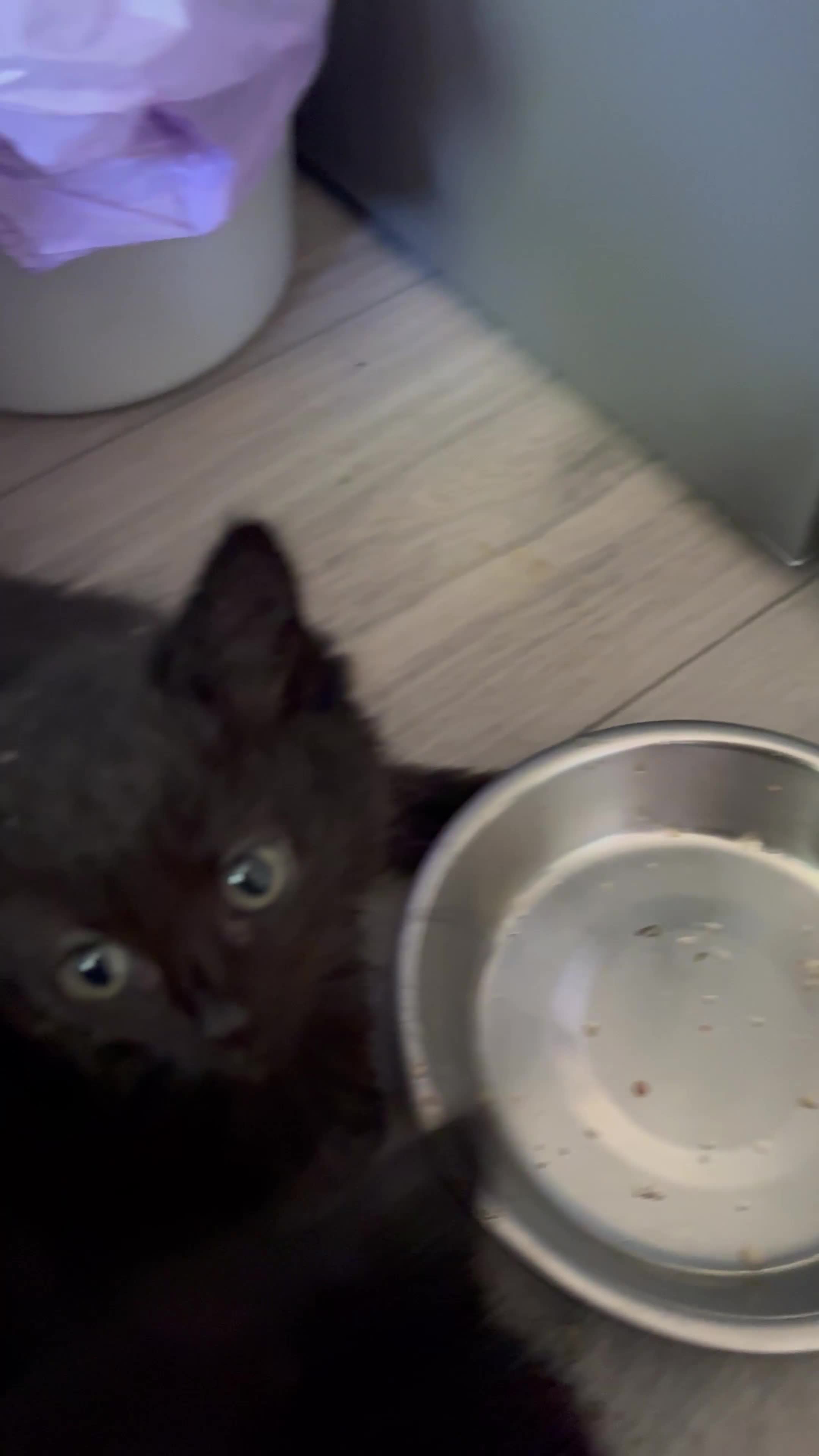 Mixed Breed cats for sale: READY TO LEAVE ASAP!! 5 kittens for sale! - Video 2