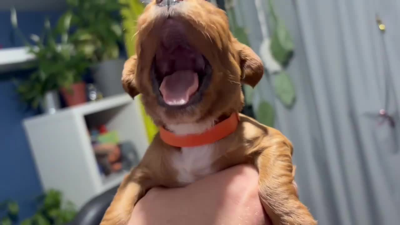 Mixed Breed dogs for sale: Cockapoo/Cavapoo Mix Puppies Available 10 Nov 25 - Video 1