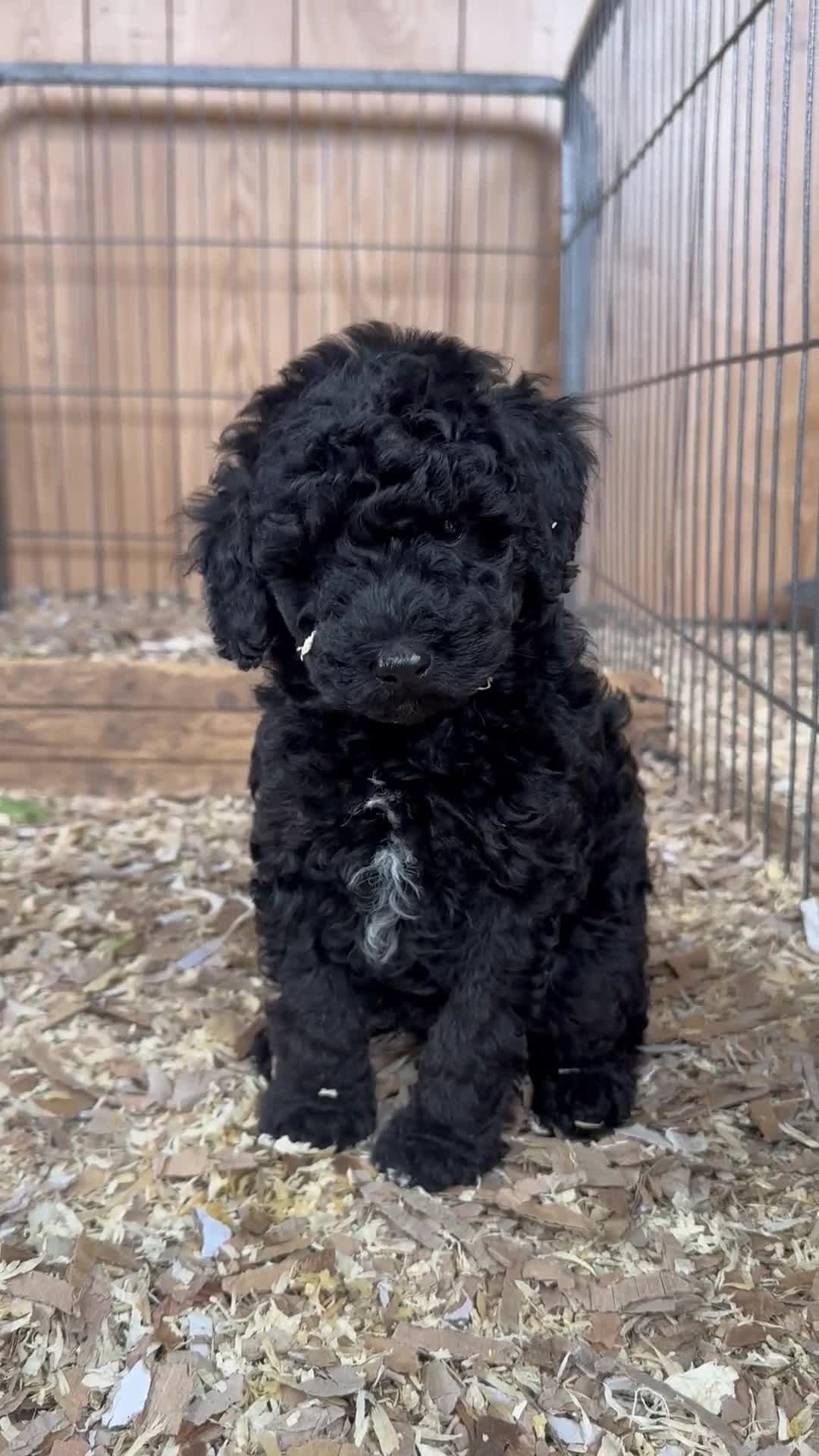 Miniature Poodle dogs for sale: Wow 🤩 how stunning  - Video 1