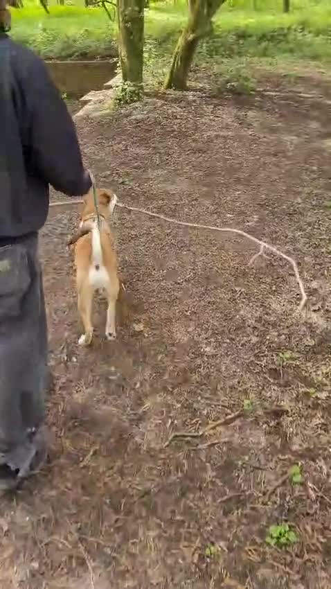 Mixed Breed dogs for sale: 9 month old staffy x Akita mix  - Video 1