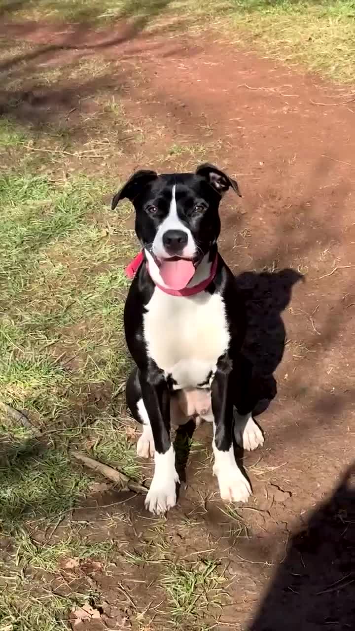 Mixed Breed dogs for sale: Loving family Dog - Video 1